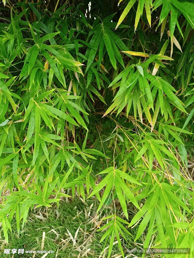 翠綠竹林景致