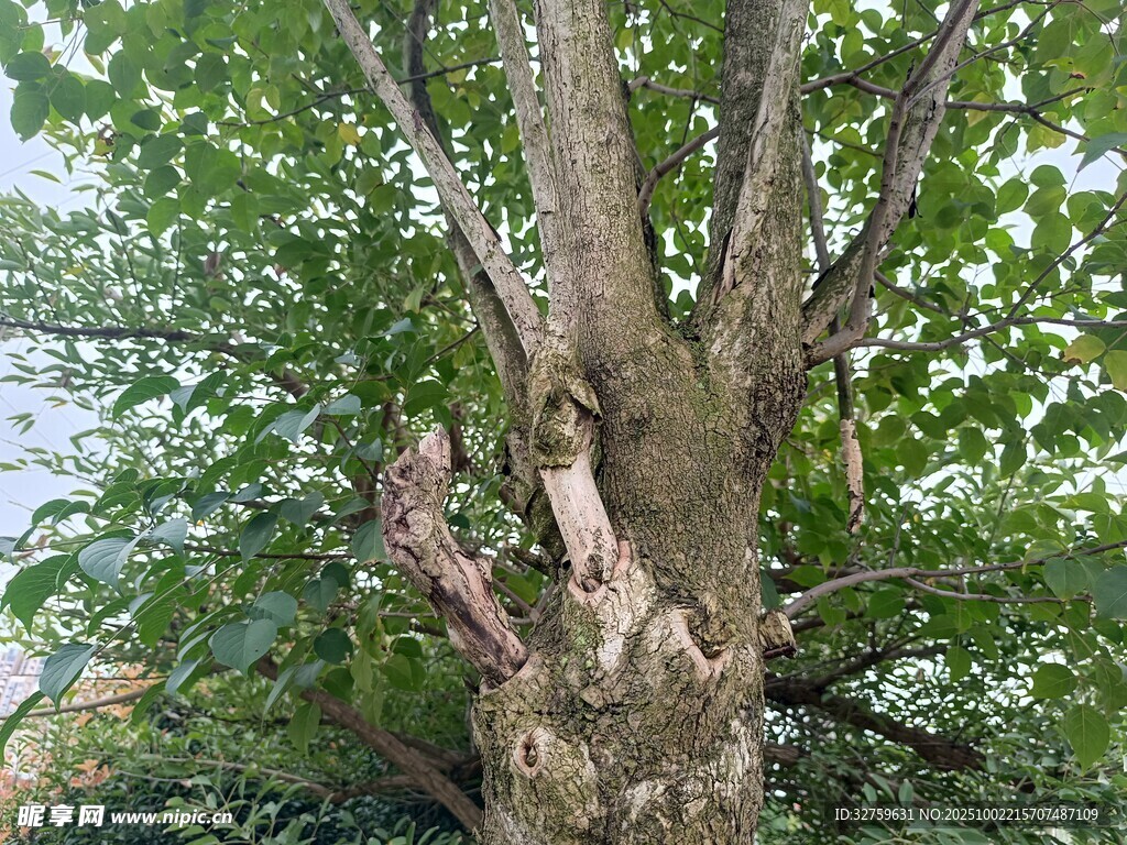 粗壯老樹 