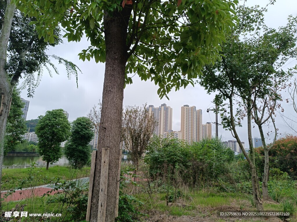 城市中的綠樹與遠(yuǎn)處高樓