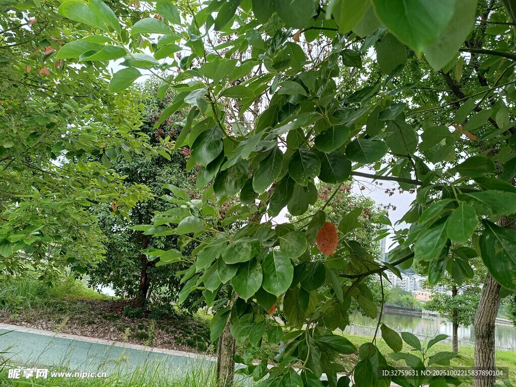 綠意盎然的林間小道