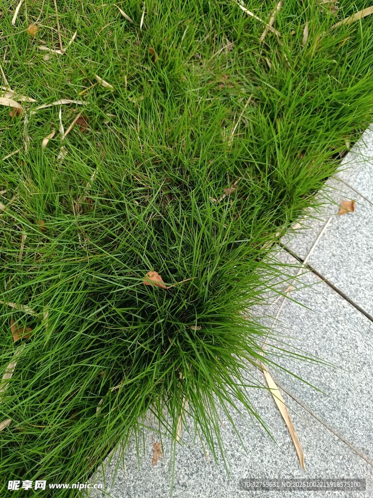 嫩綠草叢與灰色地面相接