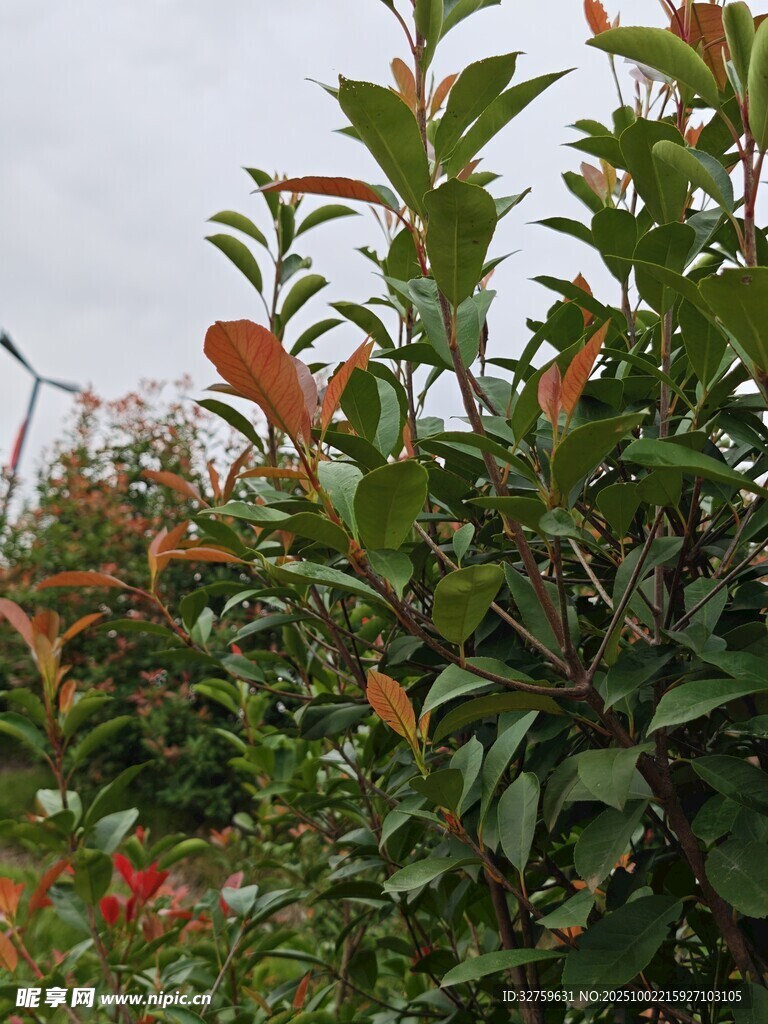 綠葉紅邊的繁茂植物