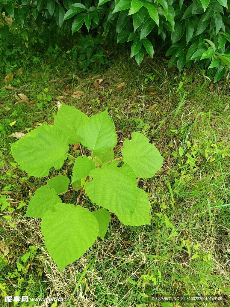 嫩綠葉片生長于草地間