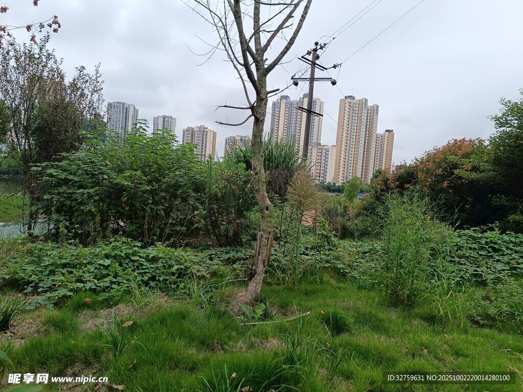 城市綠地中的孤樹景觀