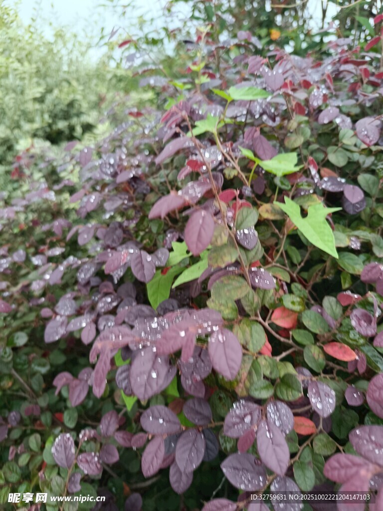紫葉植物景觀