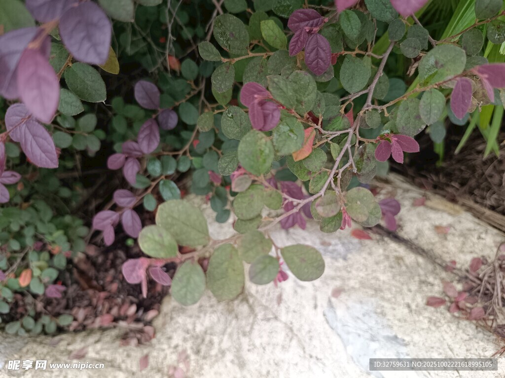 紫色綠葉植物近景畫(huà)面