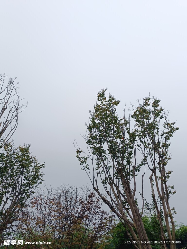 戶外樹木景致