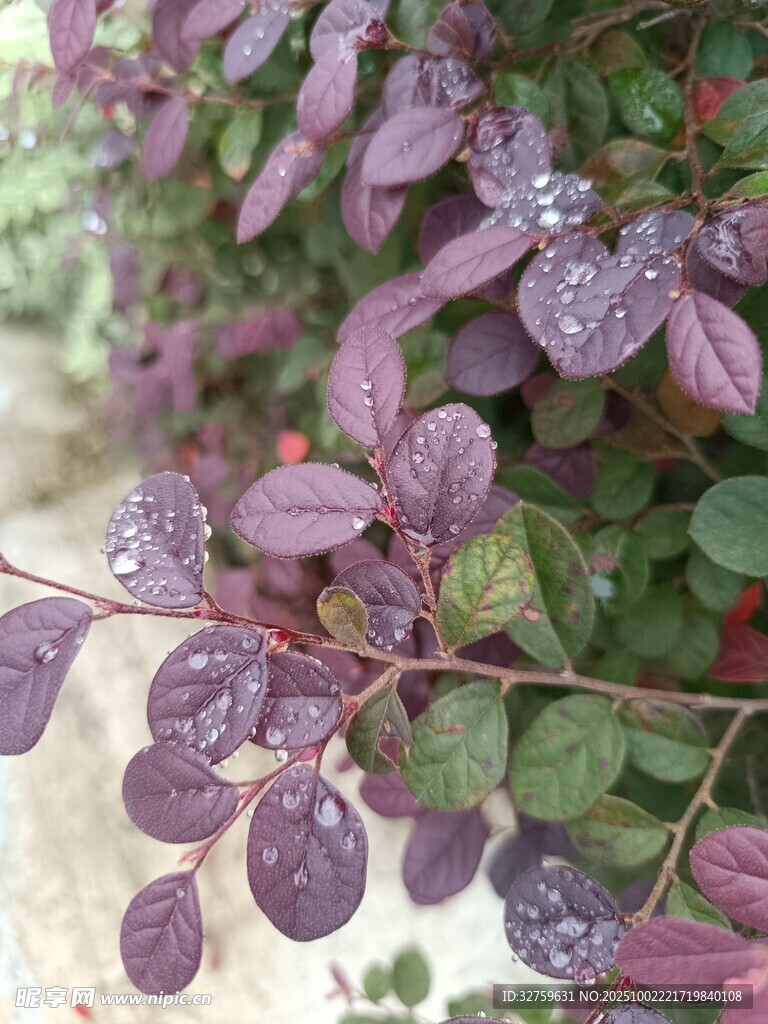 紫葉植物特寫(xiě)