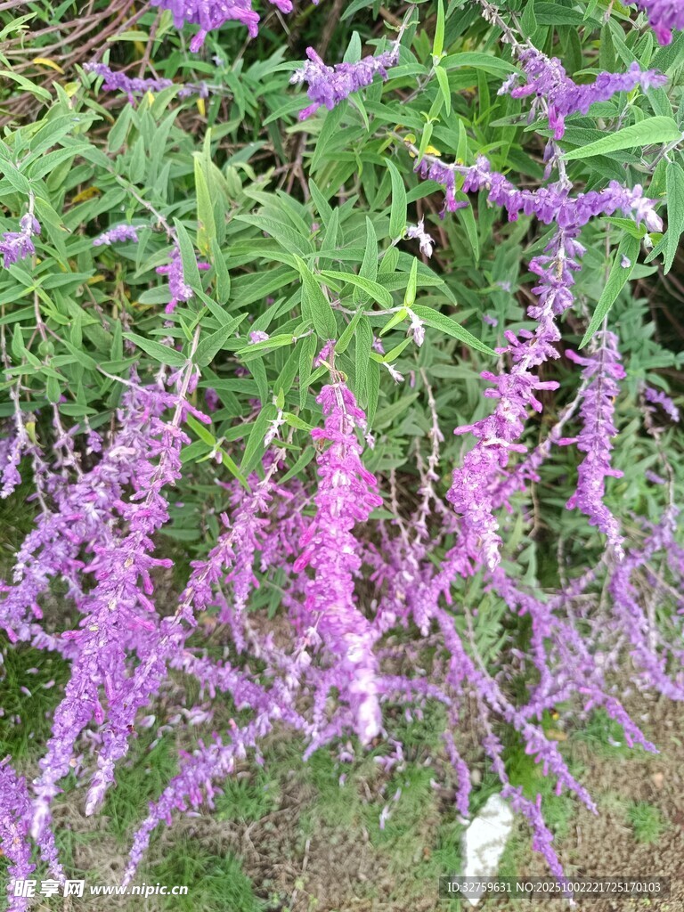 紫色垂吊花卉植物景觀(guān)