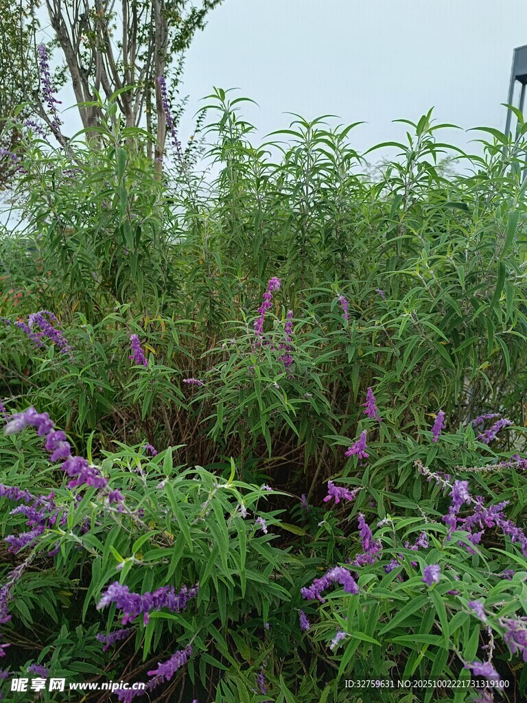 繁茂花叢中的紫色花卉