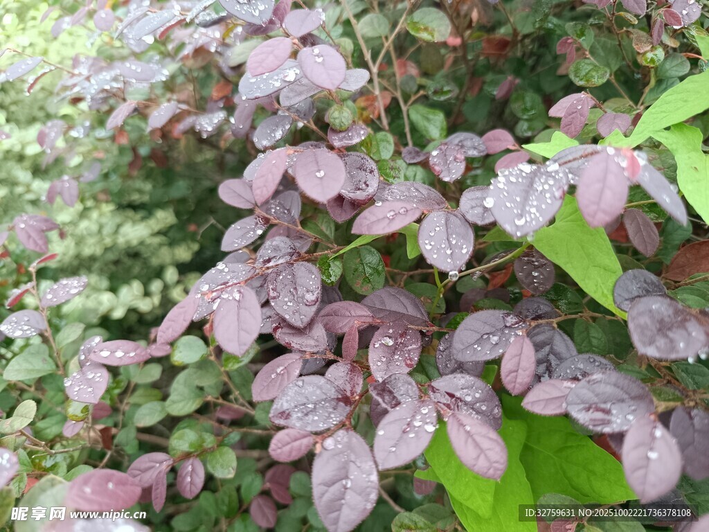 紫葉植物特寫