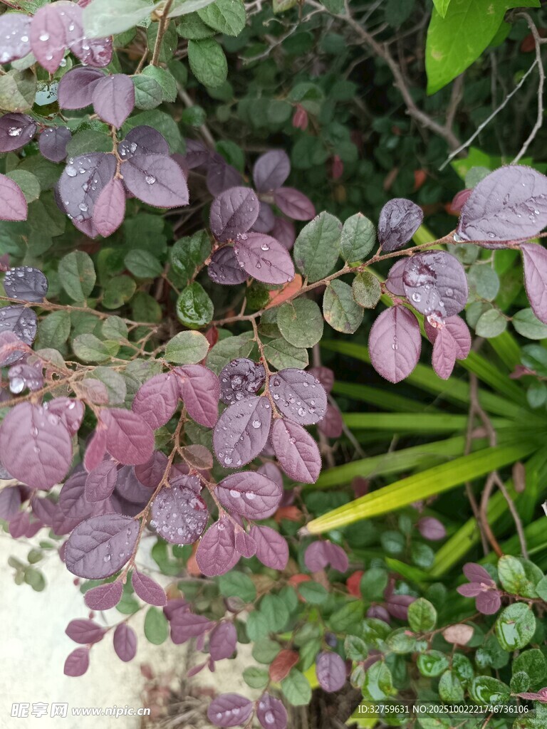 紫葉植物特寫(xiě)