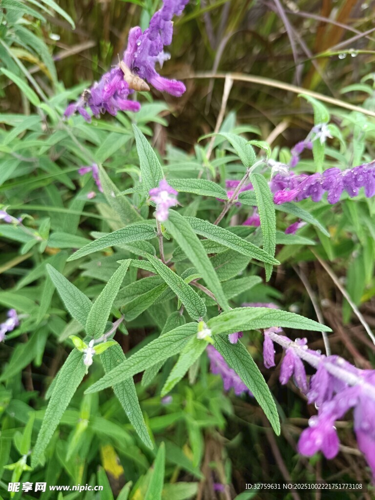 紫色綻放的美麗鼠尾草