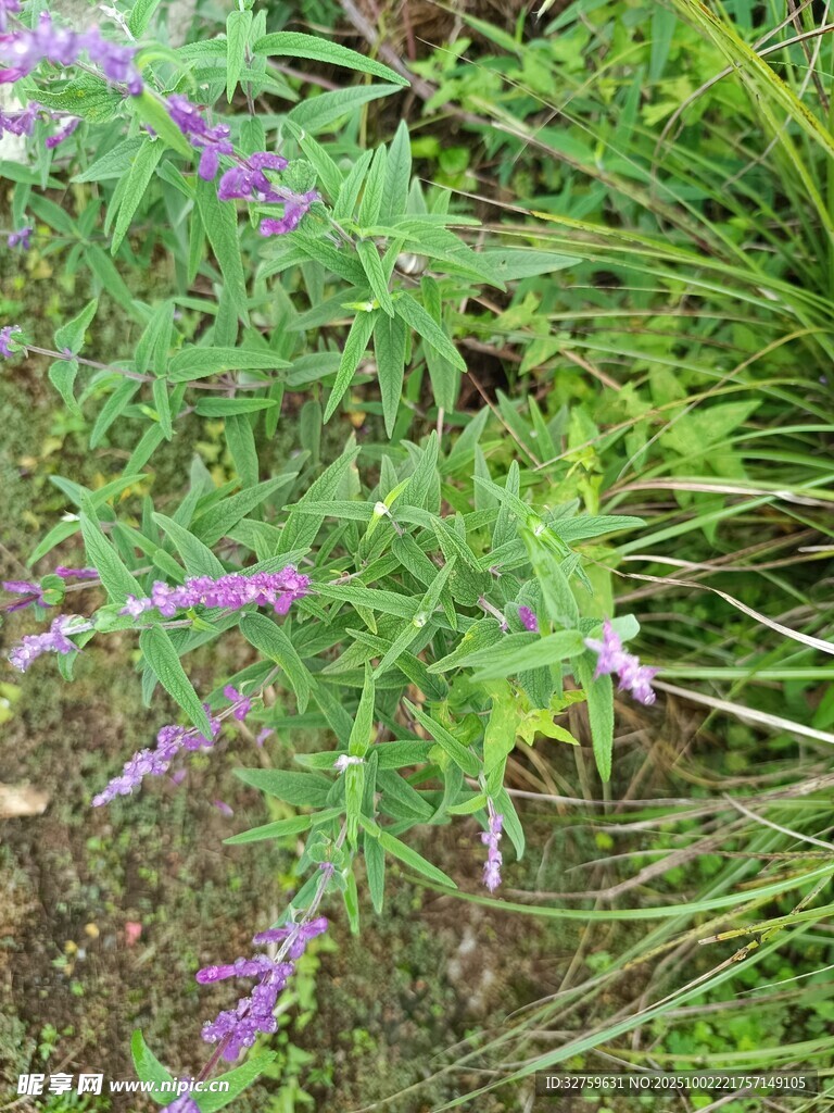紫色野花生長(zhǎng)于草叢中