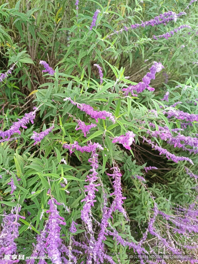 紫色穗狀花卉植物特寫