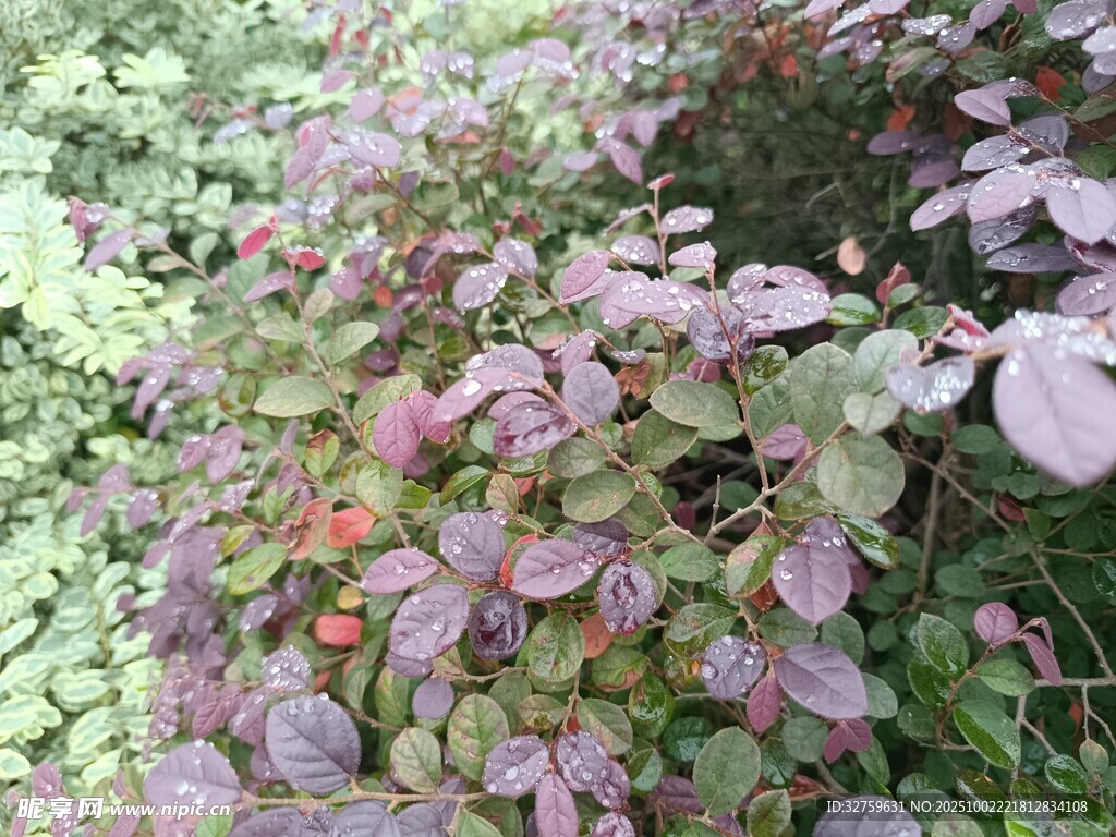 紫葉植物景觀