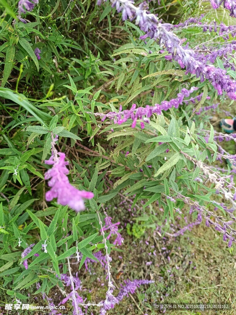 紫色花卉綻放于草叢間
