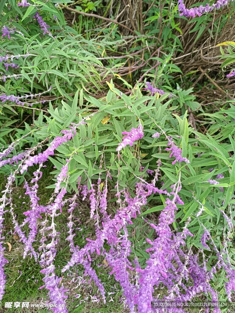 紫色穗狀花草特寫