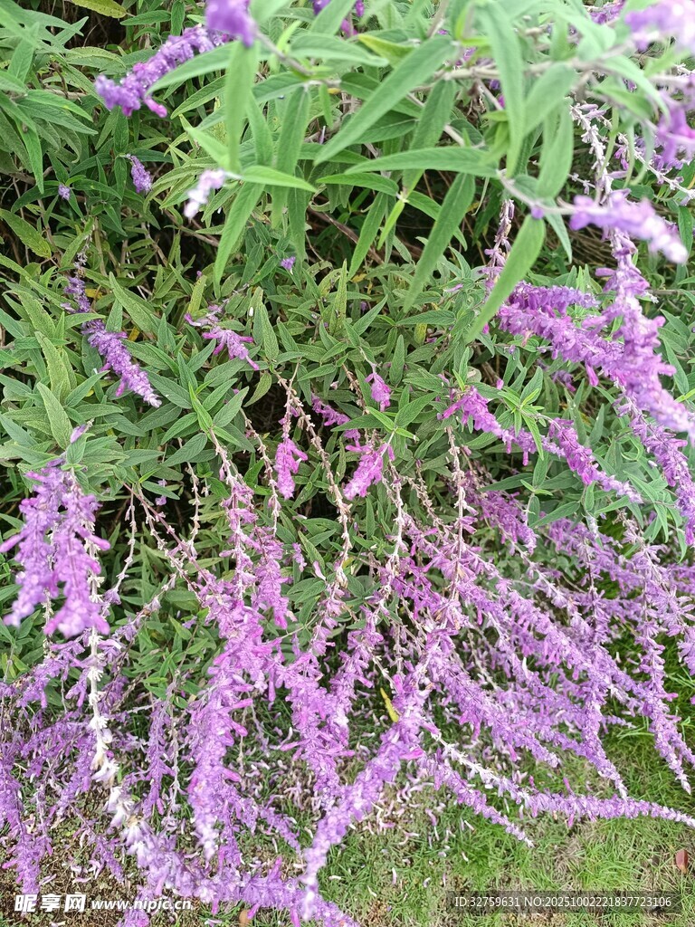 紫色穗狀花卉植物特寫(xiě)