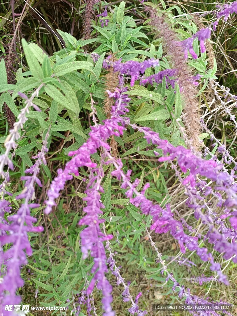 紫色穗狀花卉特寫