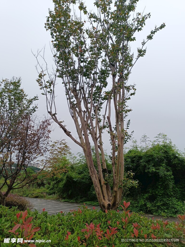 郊外樹木與花叢景致