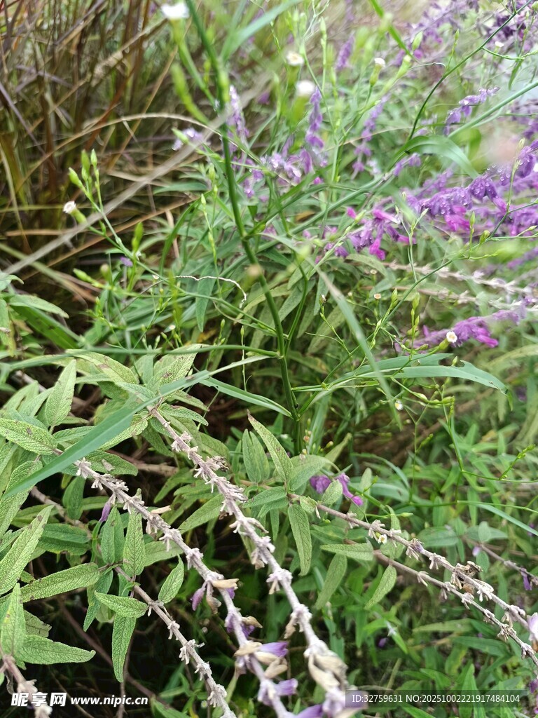 紫色野花與綠植的自然景致