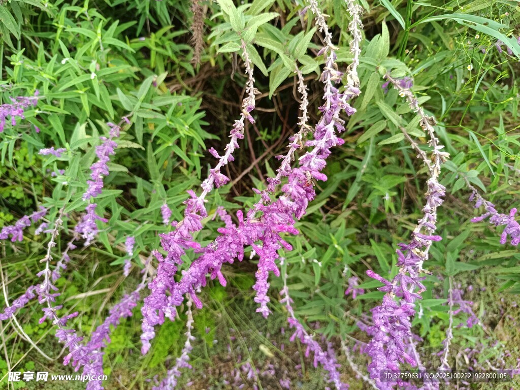 紫色穗狀花草生機(jī)勃勃