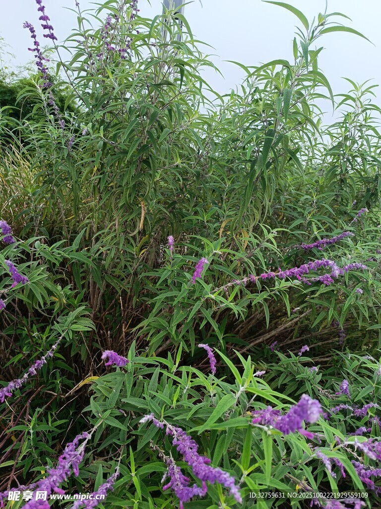 紫色花叢中的繁茂綠植