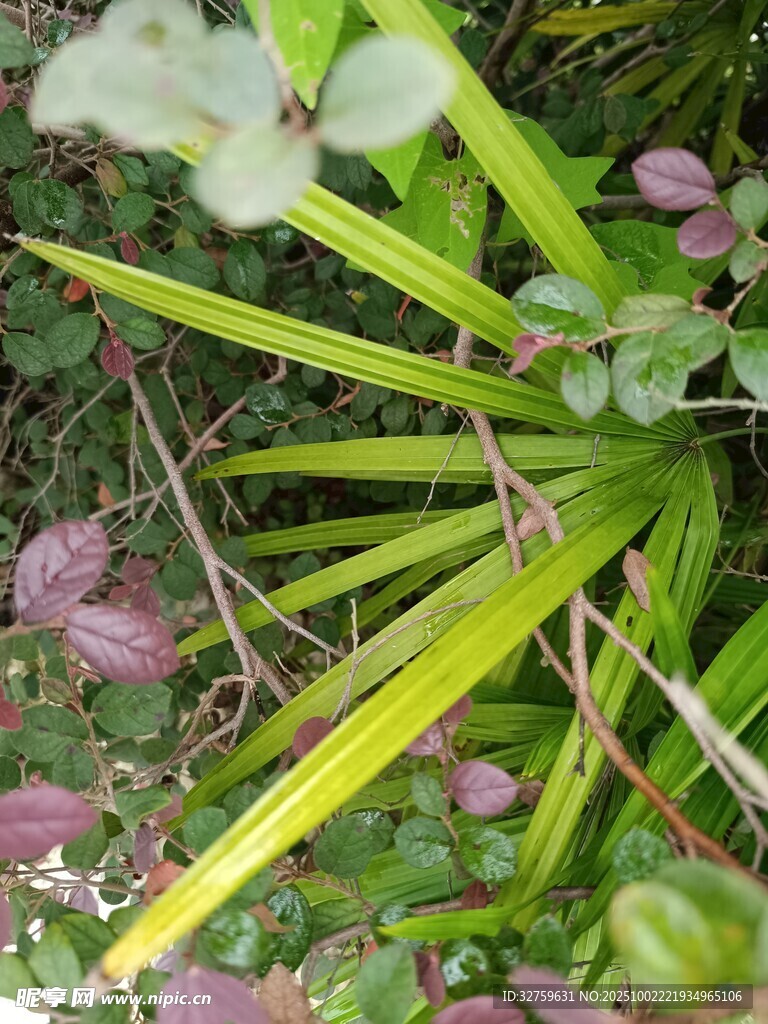 翠綠植物葉片特寫