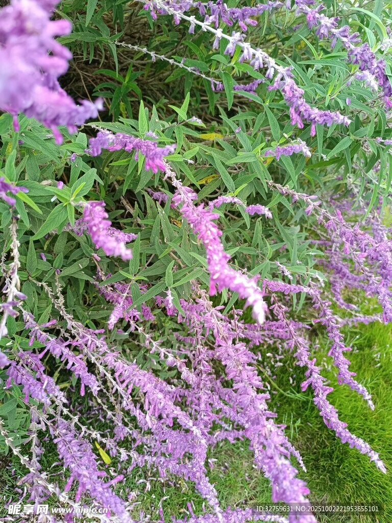 紫色垂穗花卉特寫