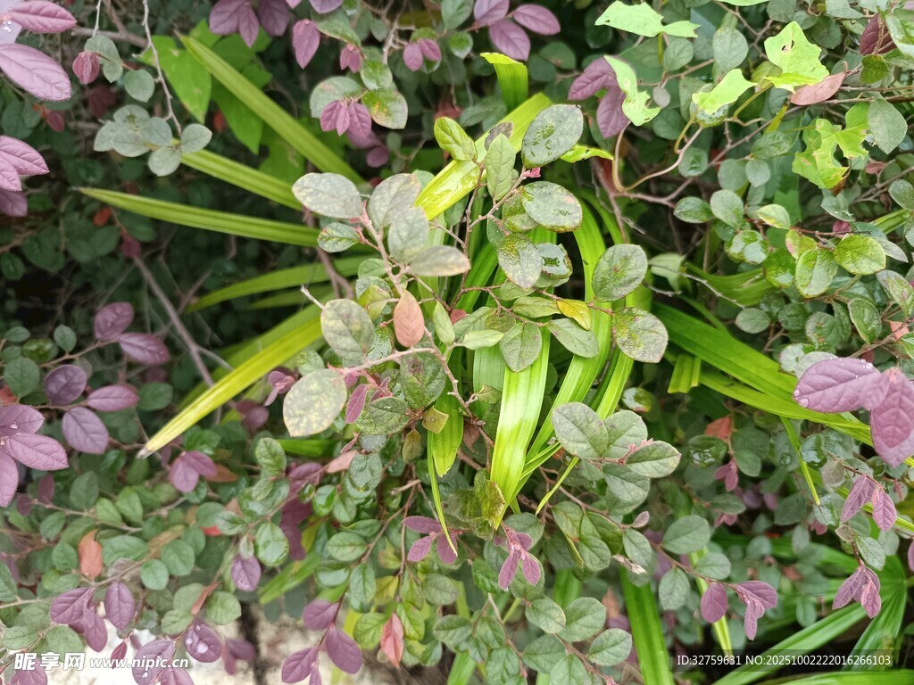 多彩植物葉片特寫