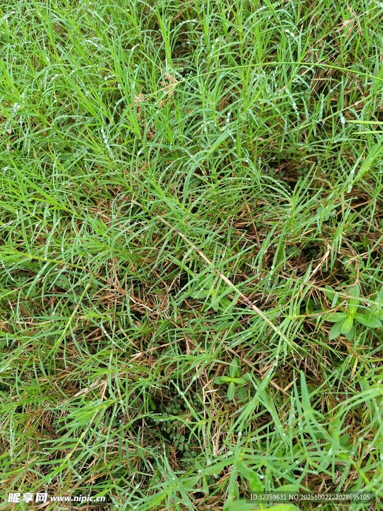 翠綠繁茂的青青草地