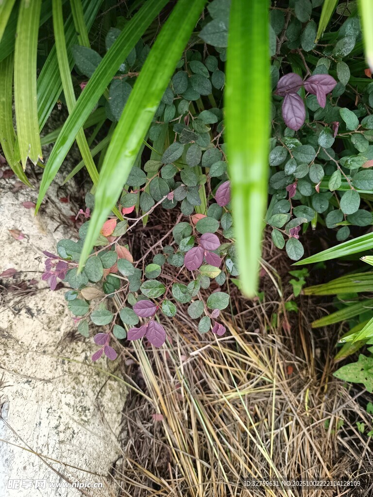 草叢中的紫色小花