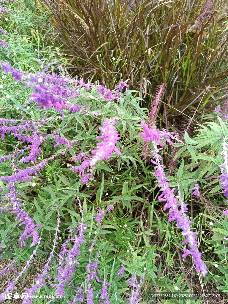 紫色花草叢中的美麗景致