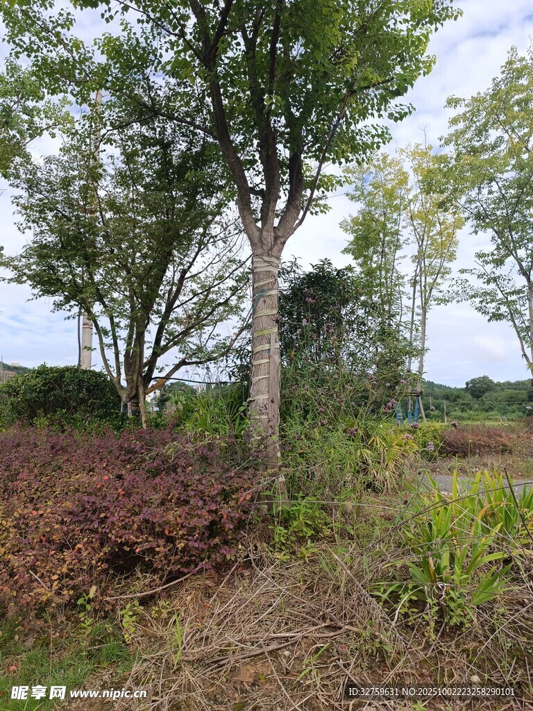 田野中的綠樹與植被