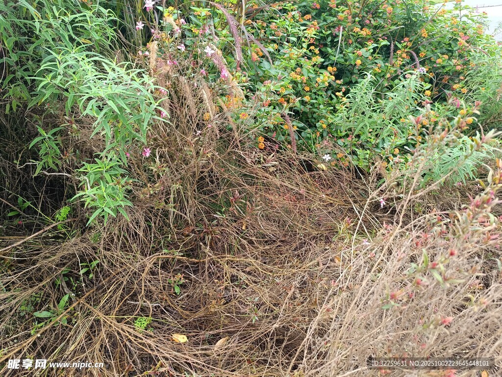 山坡上的植被與裸露根系