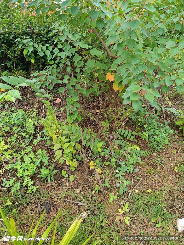 田園間的繁茂綠植