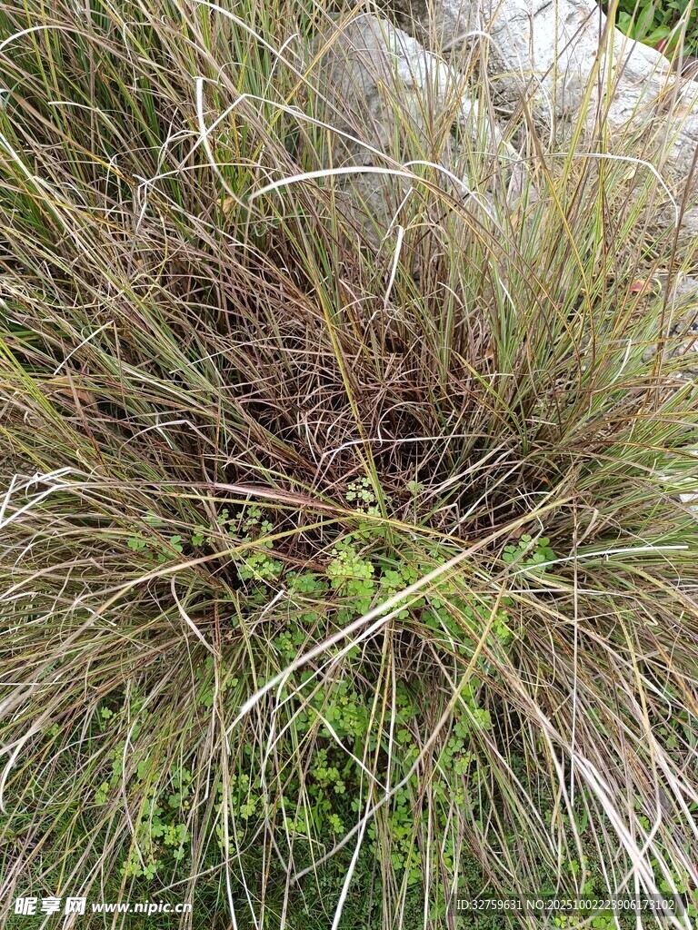 野外叢生雜草景觀