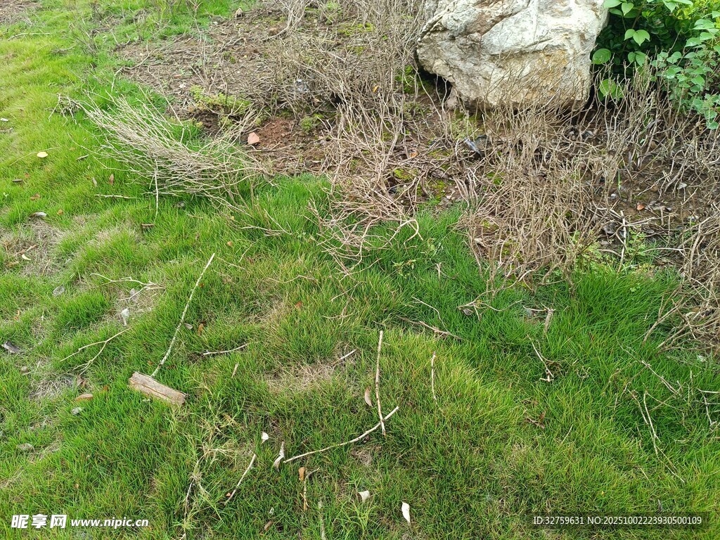 青苔覆蓋的草地與石塊