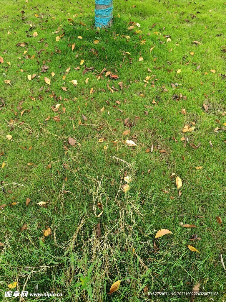 草地上的落葉與雜草