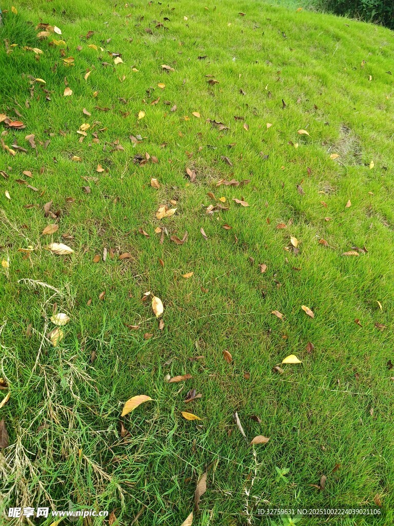 翠綠草地散落枯黃葉片