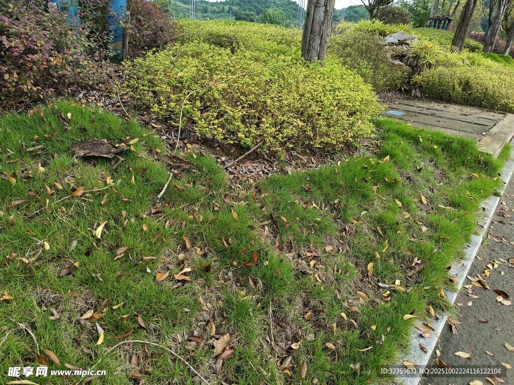 路邊綠意盎然的灌木與草地