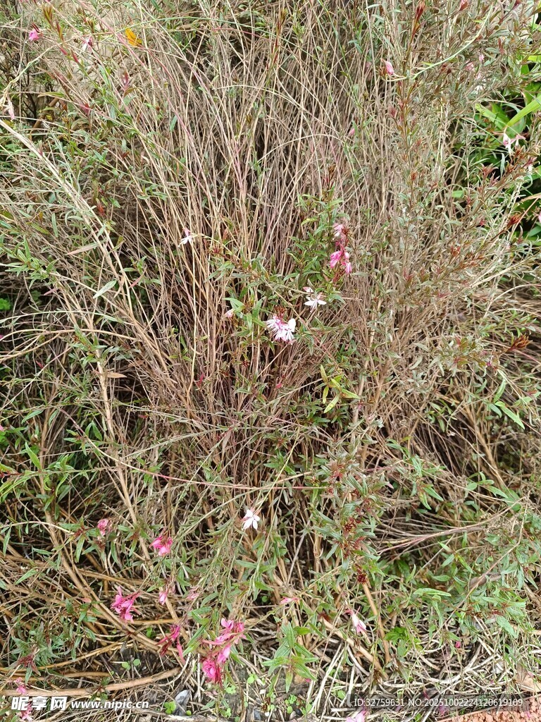 野外干枯植物與零星花朵