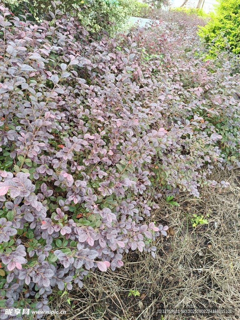 紫色花卉植物景觀