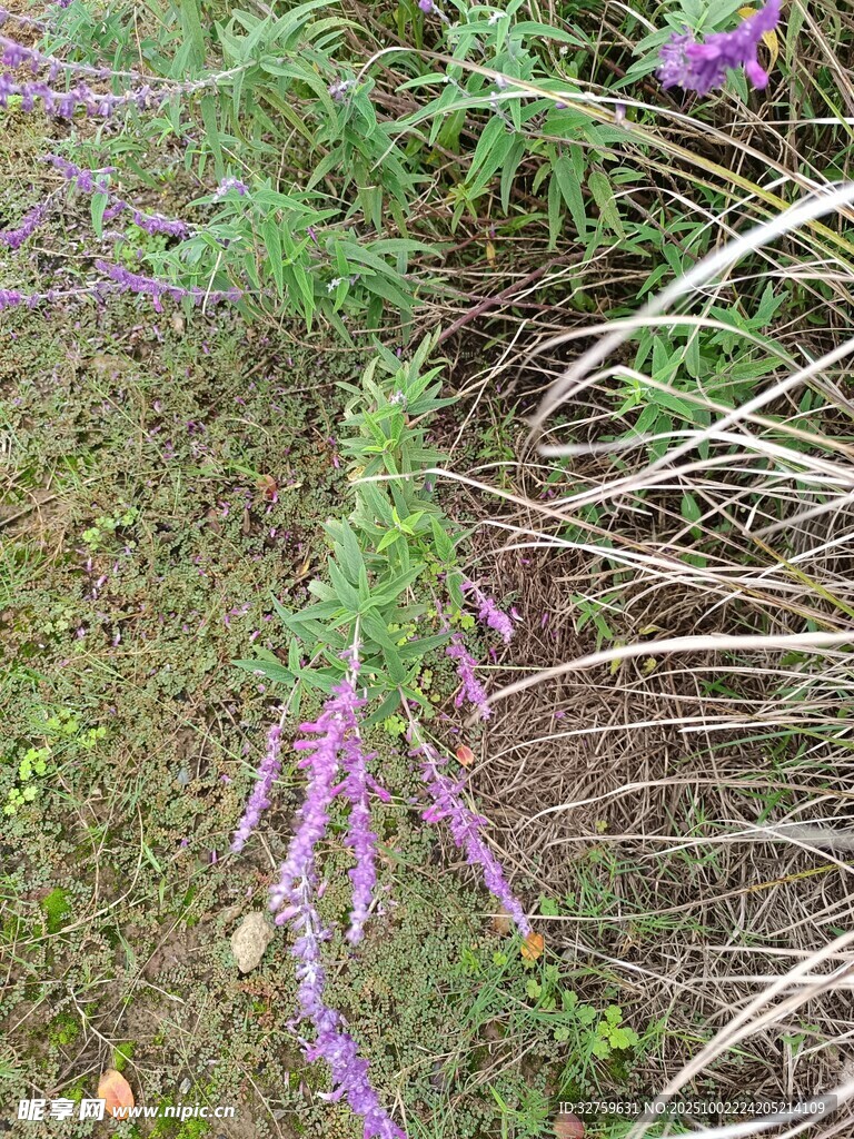 紫色花草特寫