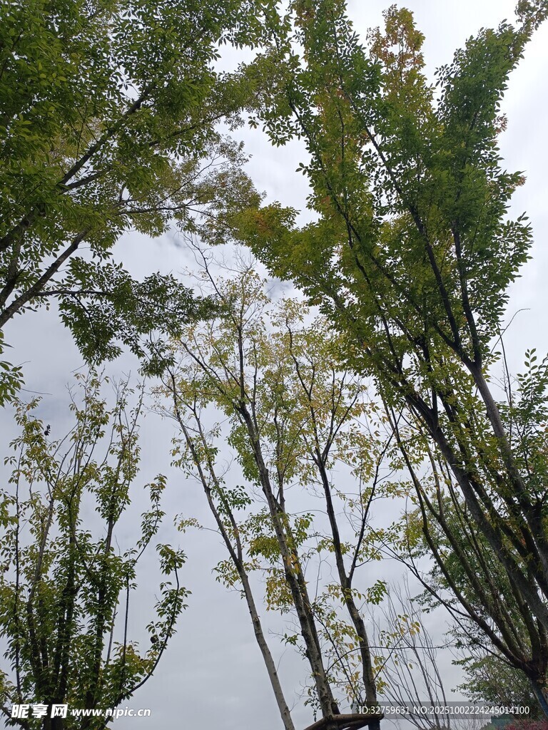 竹林樹梢處的天空景致