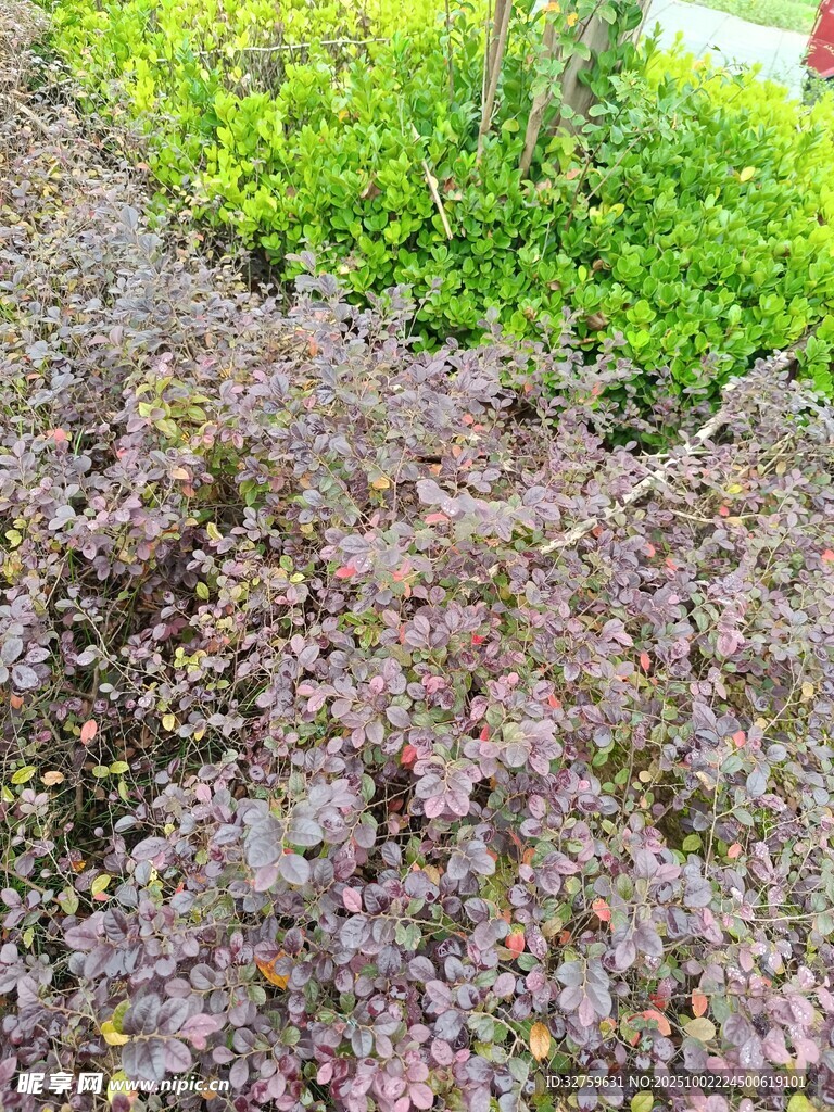 多彩植物景觀