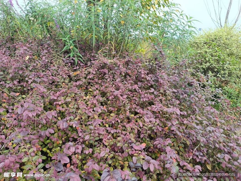 山坡上的多彩植被景觀
