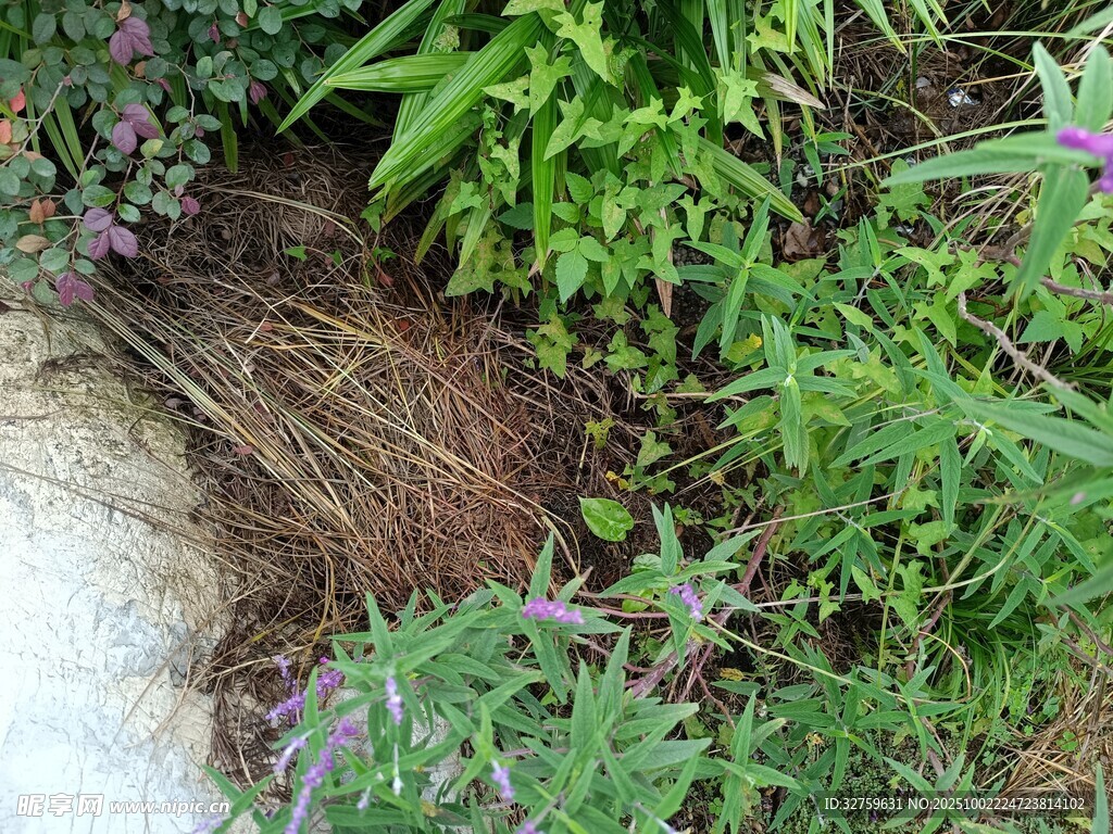 花園中茂盛的綠植與泥土