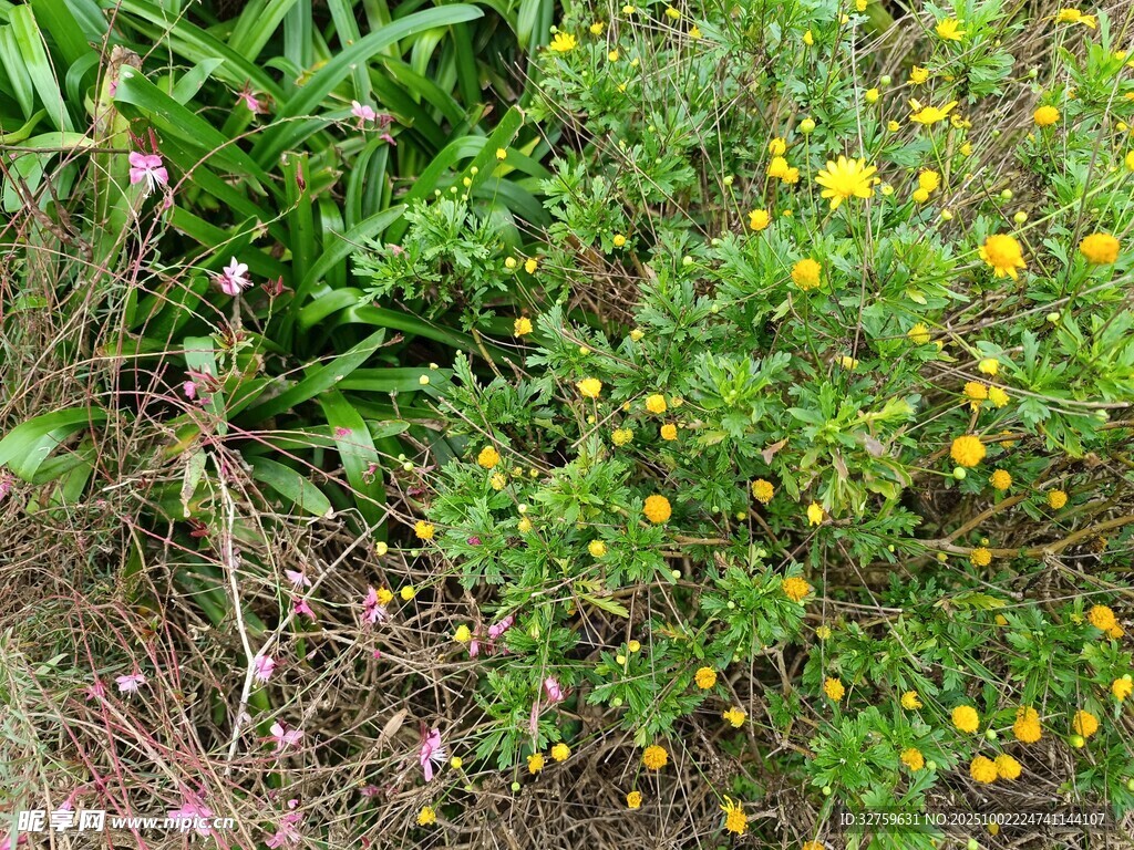 野外黃色小花與綠植景觀